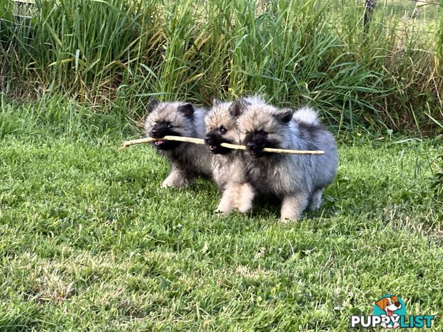 Pedigree Keeshond Puppies - Ready Now!!