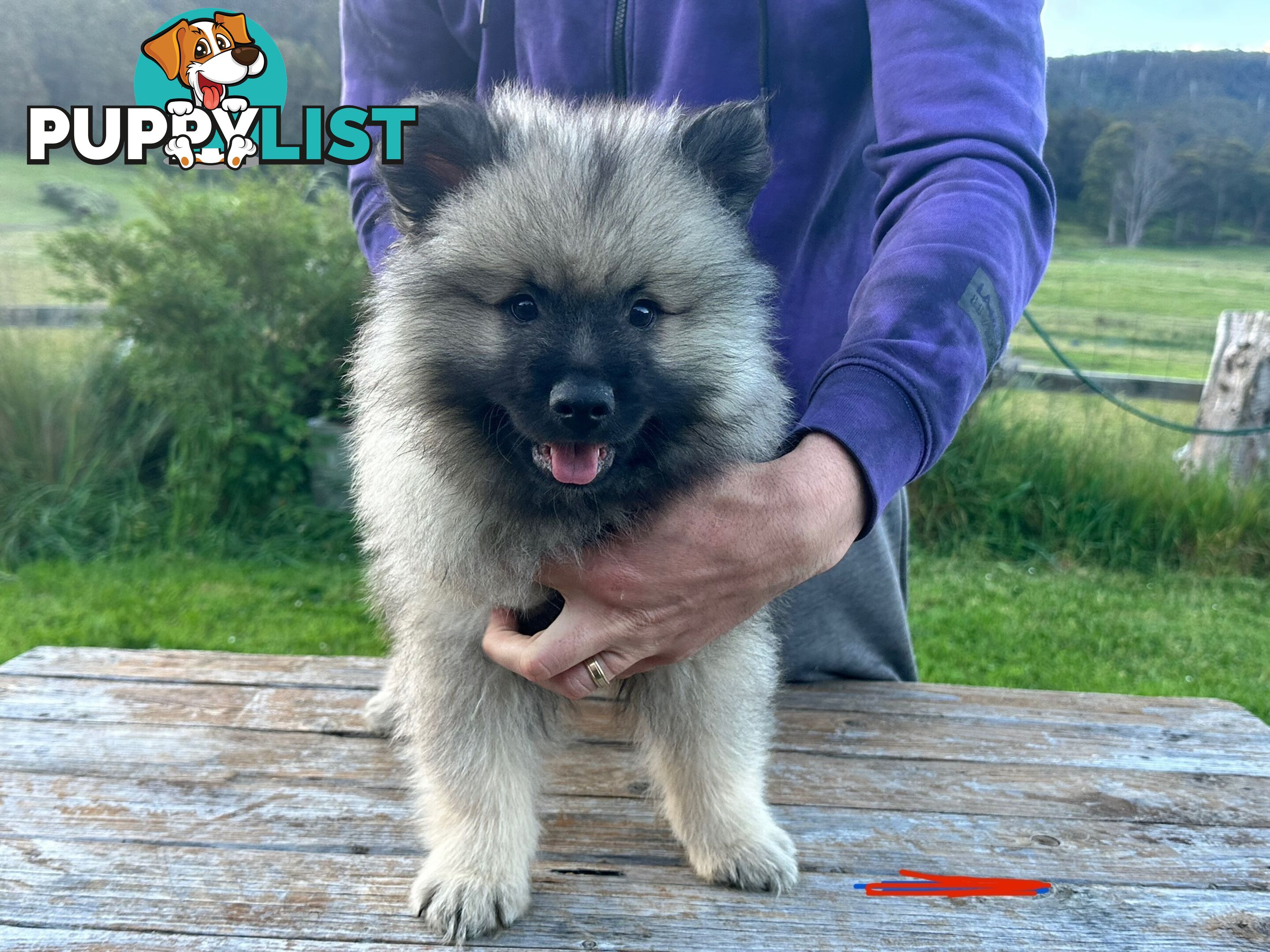 Pedigree Keeshond Puppies - Ready Now!!