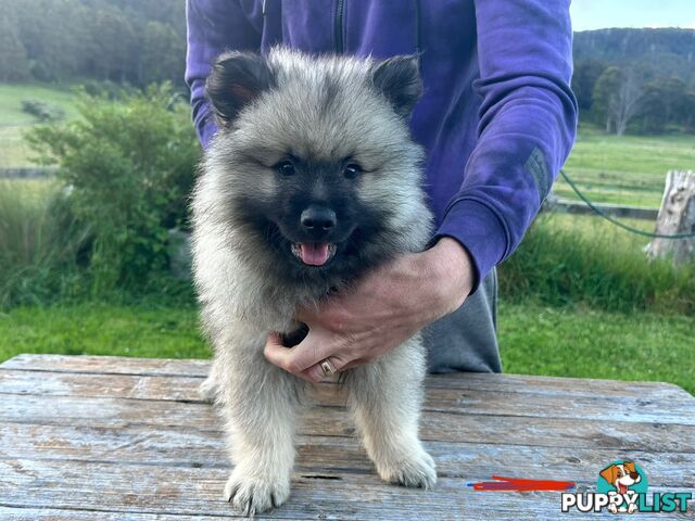 Pedigree Keeshond Puppies - Ready Now!!