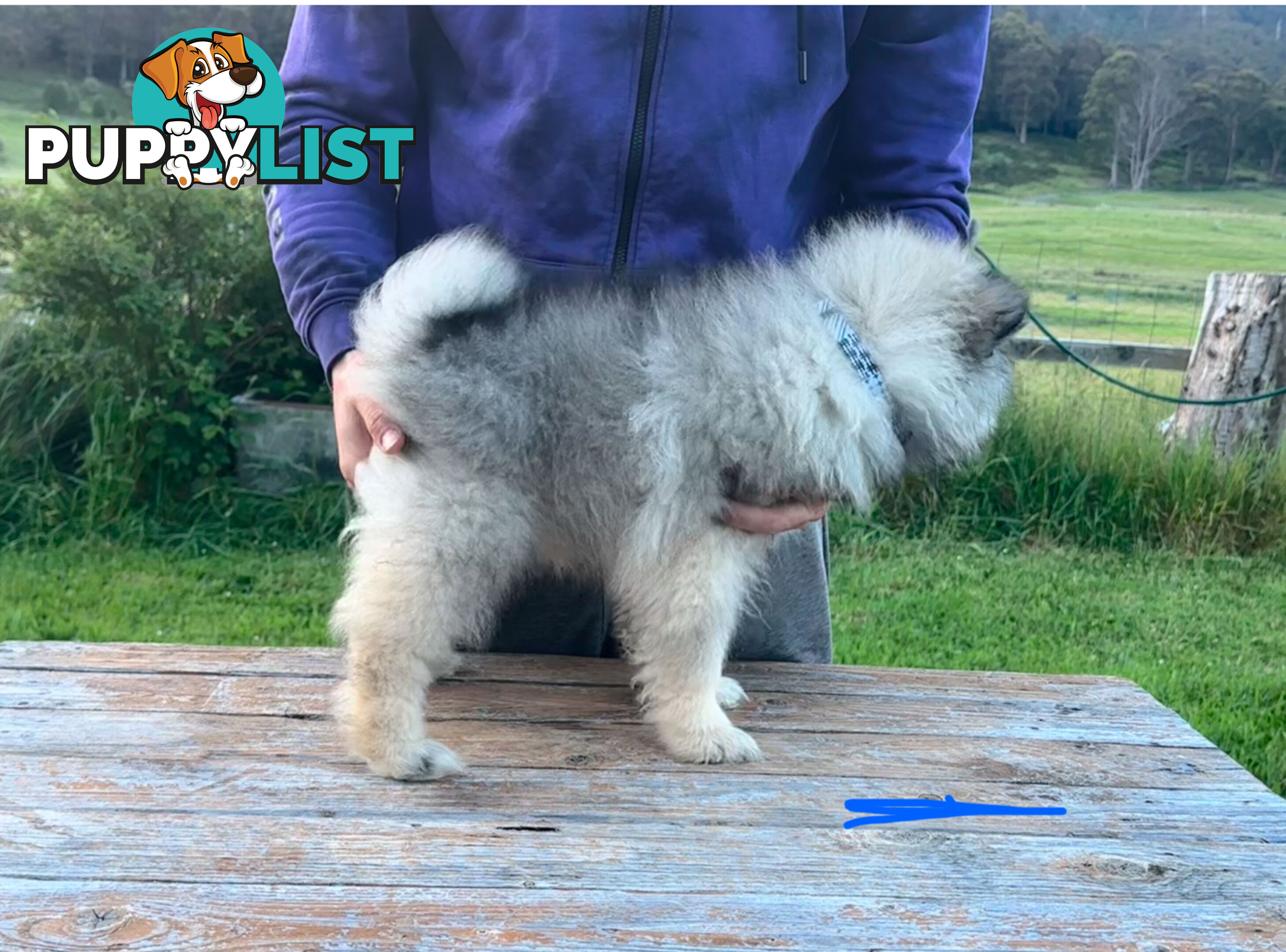 Pedigree Keeshond Puppies - Ready Now!!