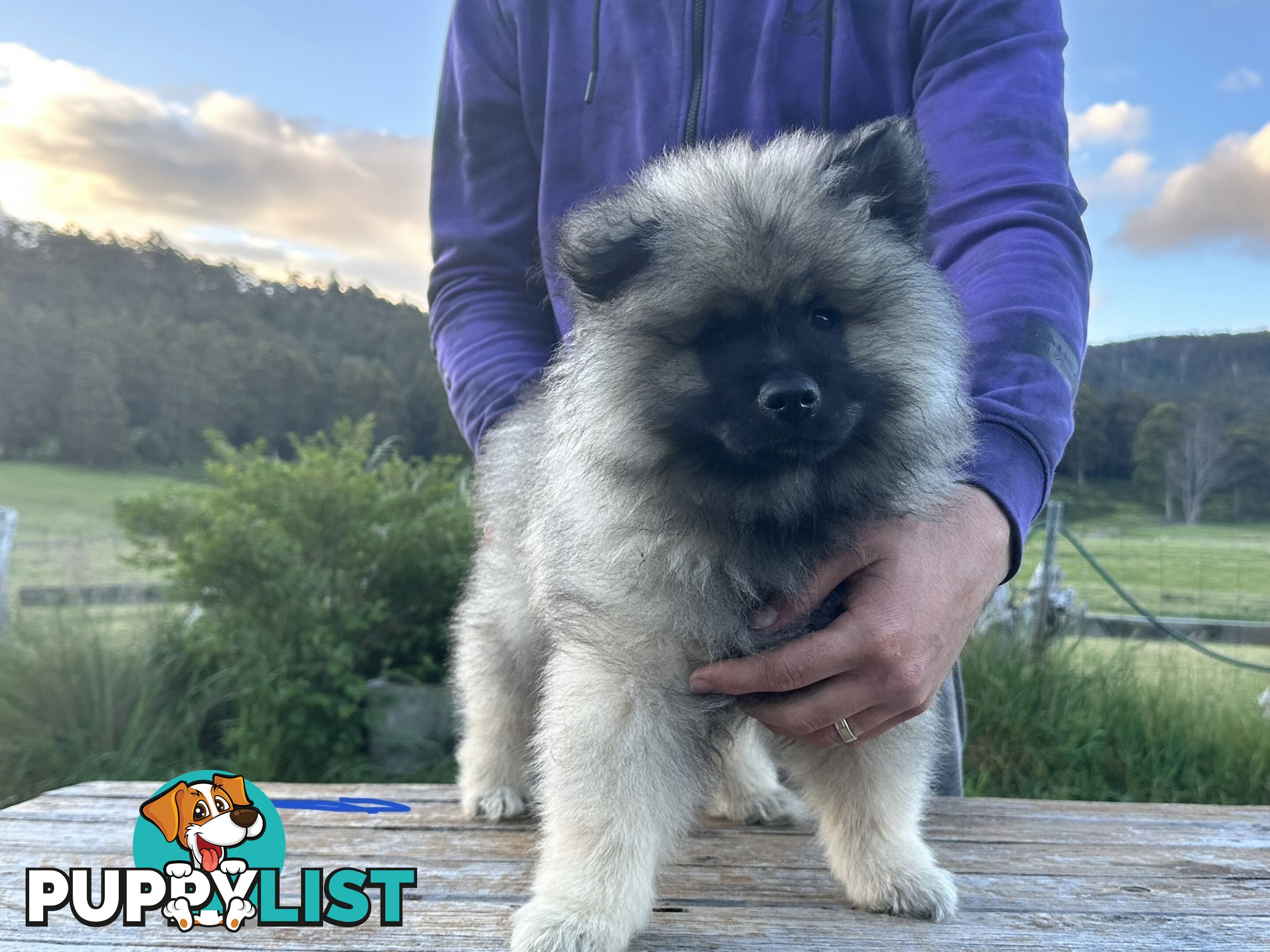 Pedigree Keeshond Puppies - Ready Now!!