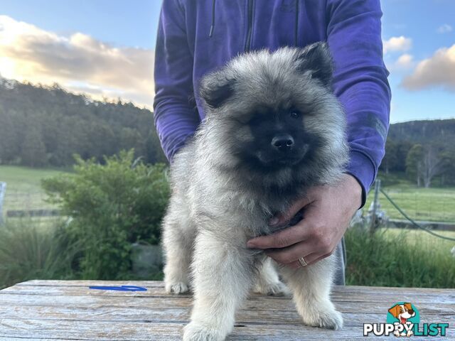 Pedigree Keeshond Puppies - Ready Now!!