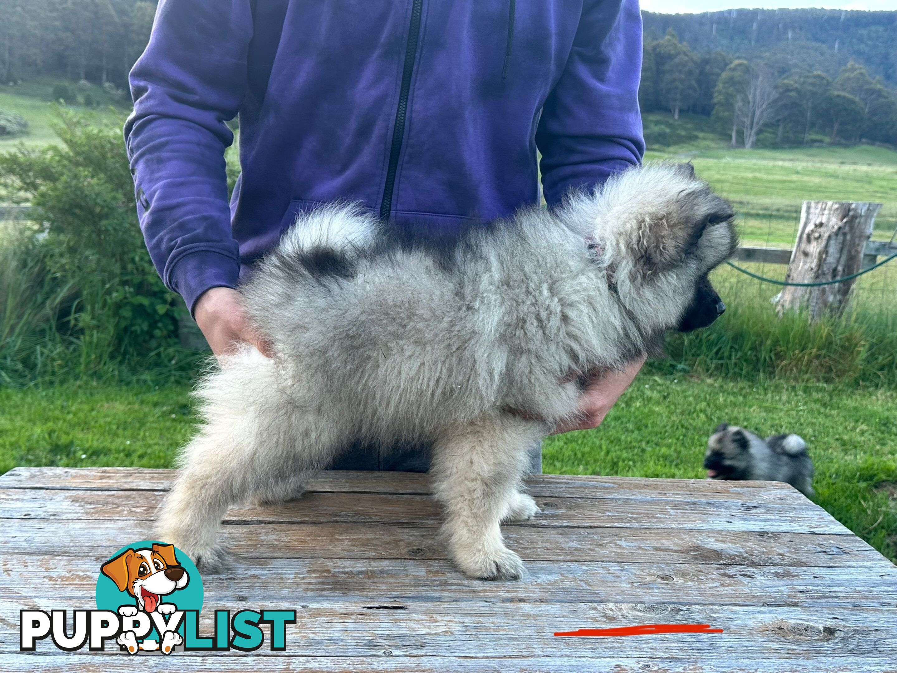 Pedigree Keeshond Puppies - Ready Now!!