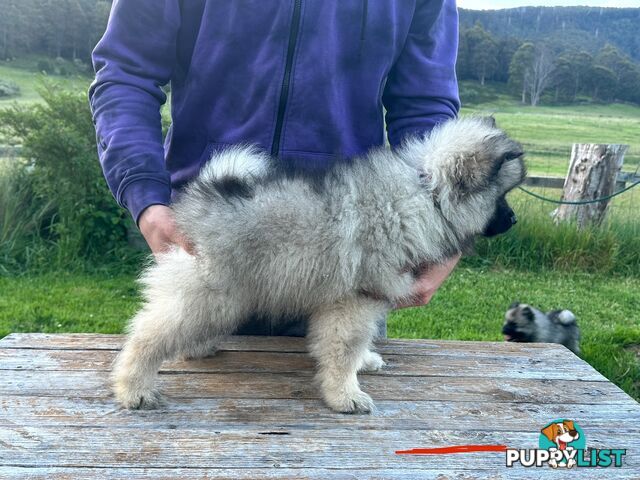 Pedigree Keeshond Puppies - Ready Now!!