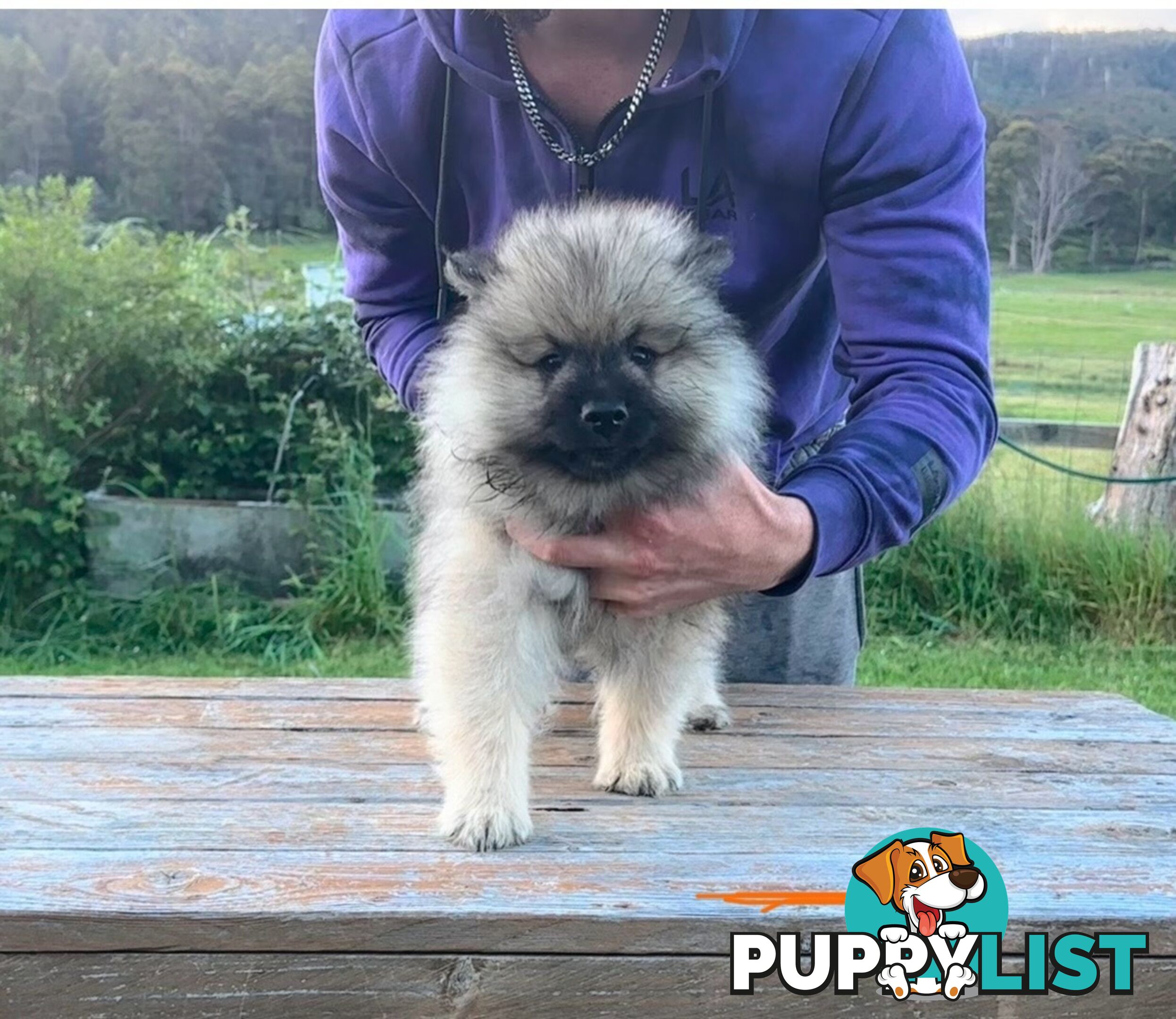 Pedigree Keeshond Puppies - Ready Now!!