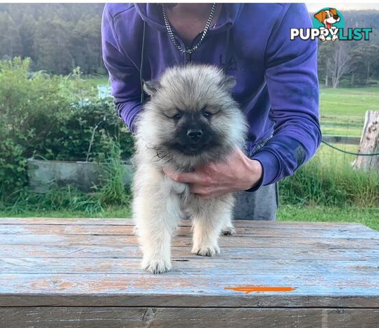 Pedigree Keeshond Puppies - Ready Now!!