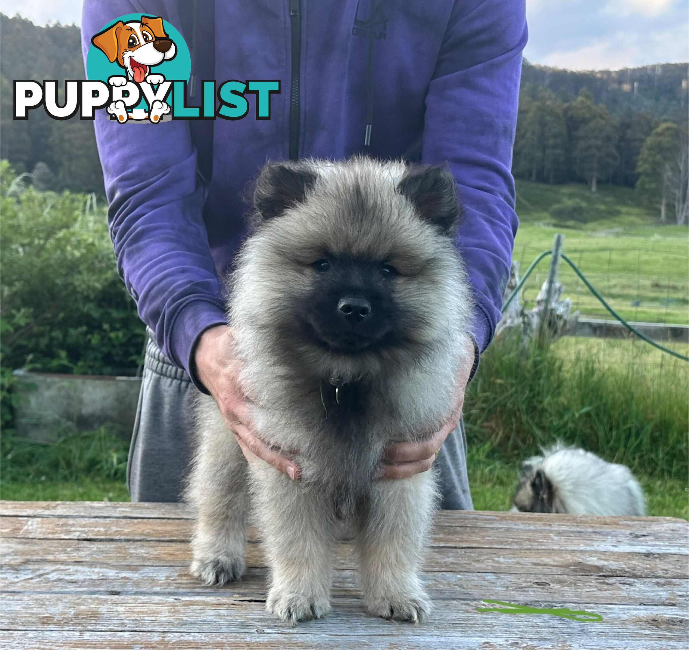 Pedigree Keeshond Puppies - Ready Now!!