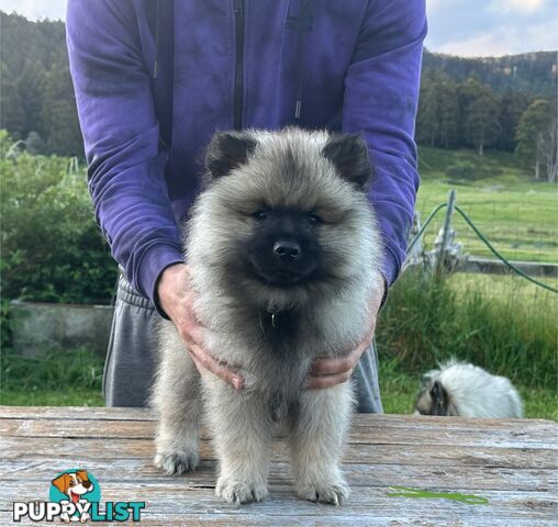 Pedigree Keeshond Puppies - Ready Now!!