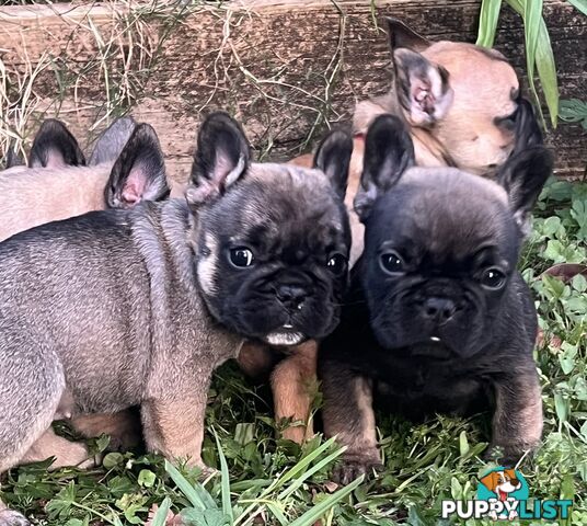 French Bulldog Puppies