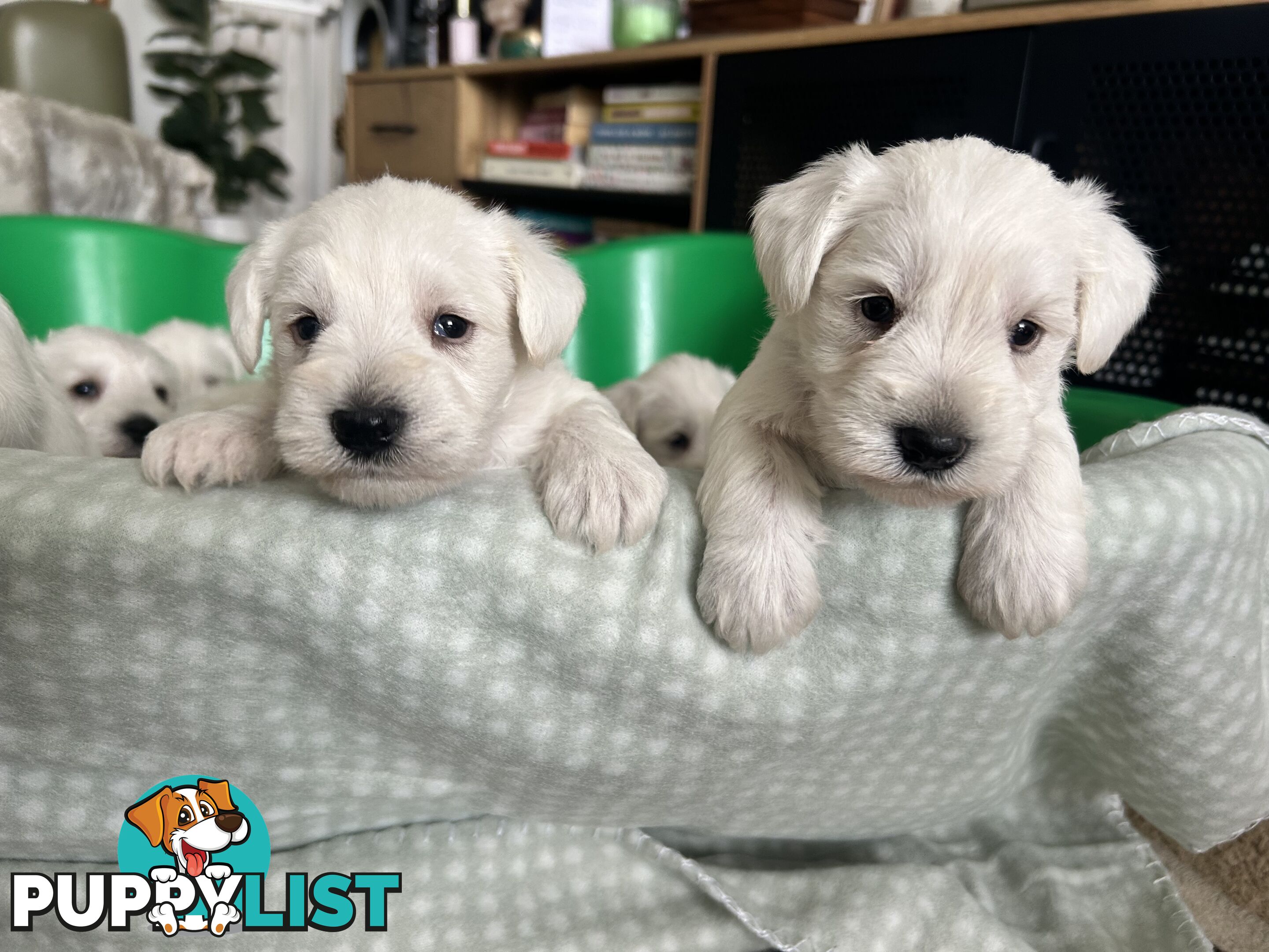 White Miniature Schnauzer Puppies *RARE*