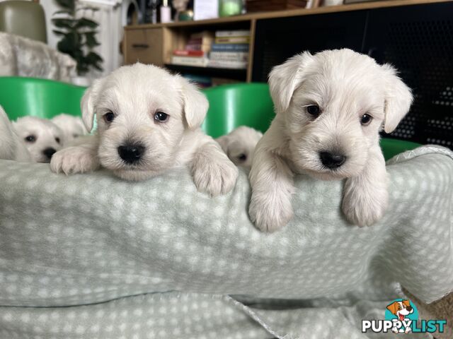 White Miniature Schnauzer Puppies *RARE*