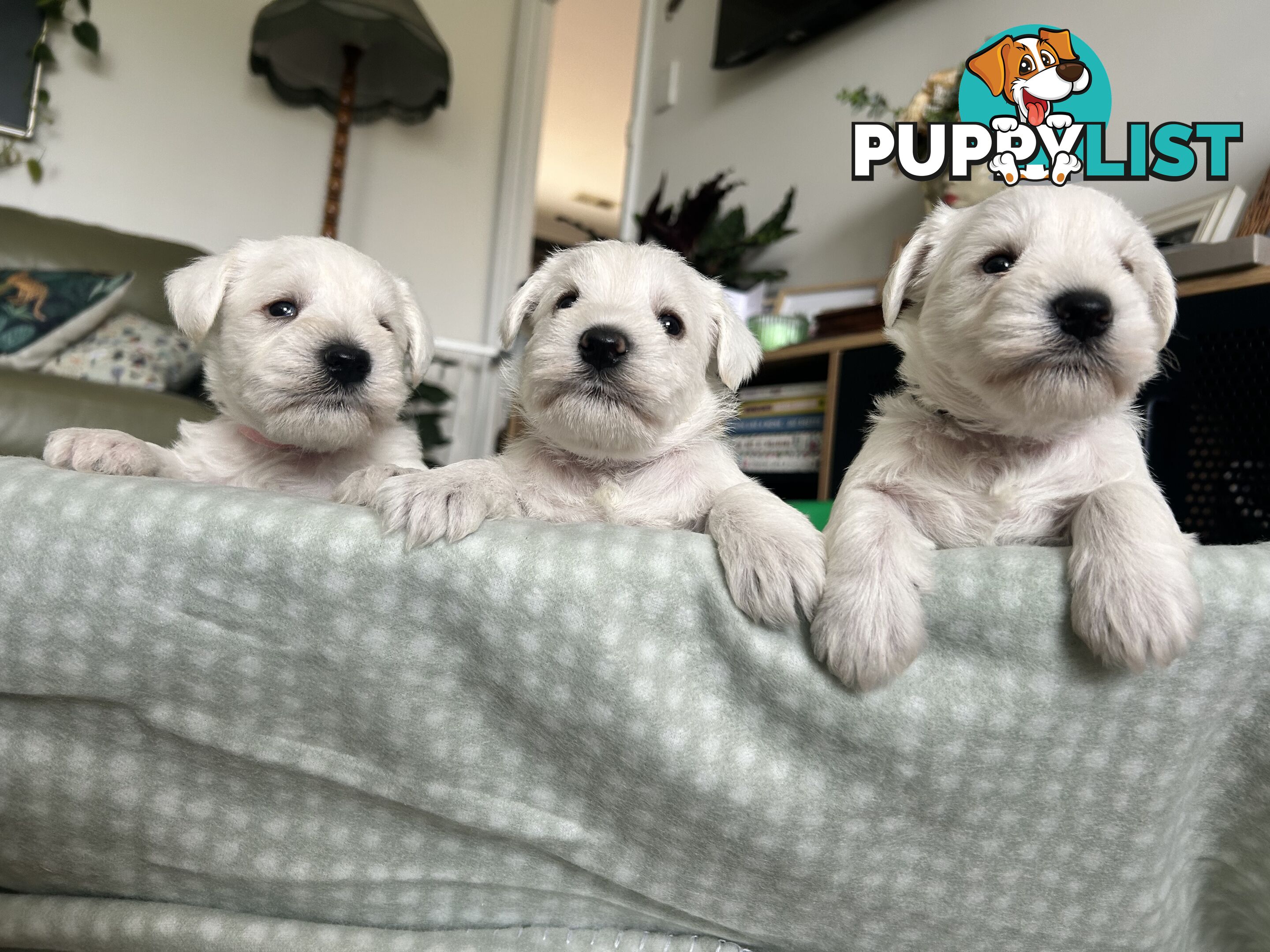 White Miniature Schnauzer Puppies *RARE*