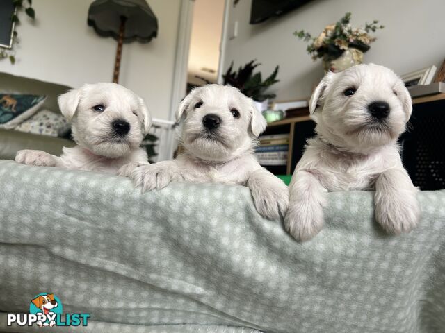 White Miniature Schnauzer Puppies *RARE*