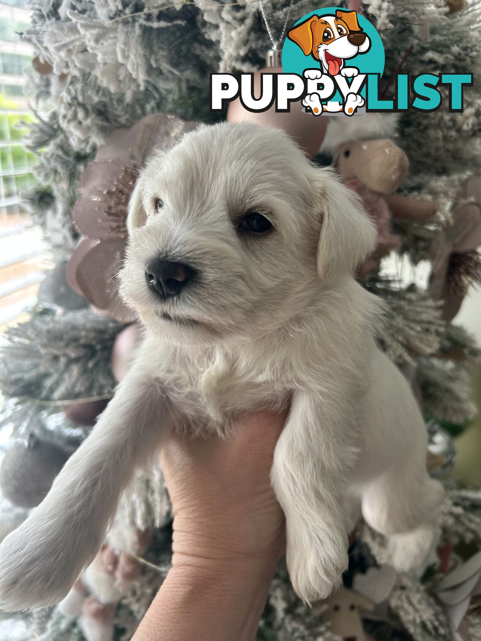 White Miniature Schnauzer Puppies *RARE*