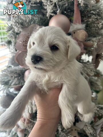 White Miniature Schnauzer Puppies *RARE*