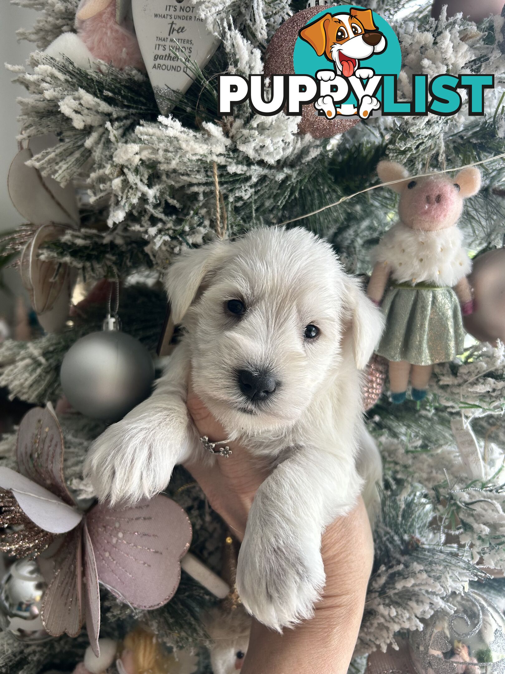 White Miniature Schnauzer Puppies *RARE*