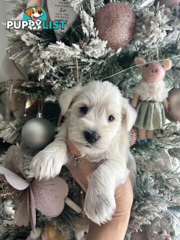 White Miniature Schnauzer Puppies *RARE*