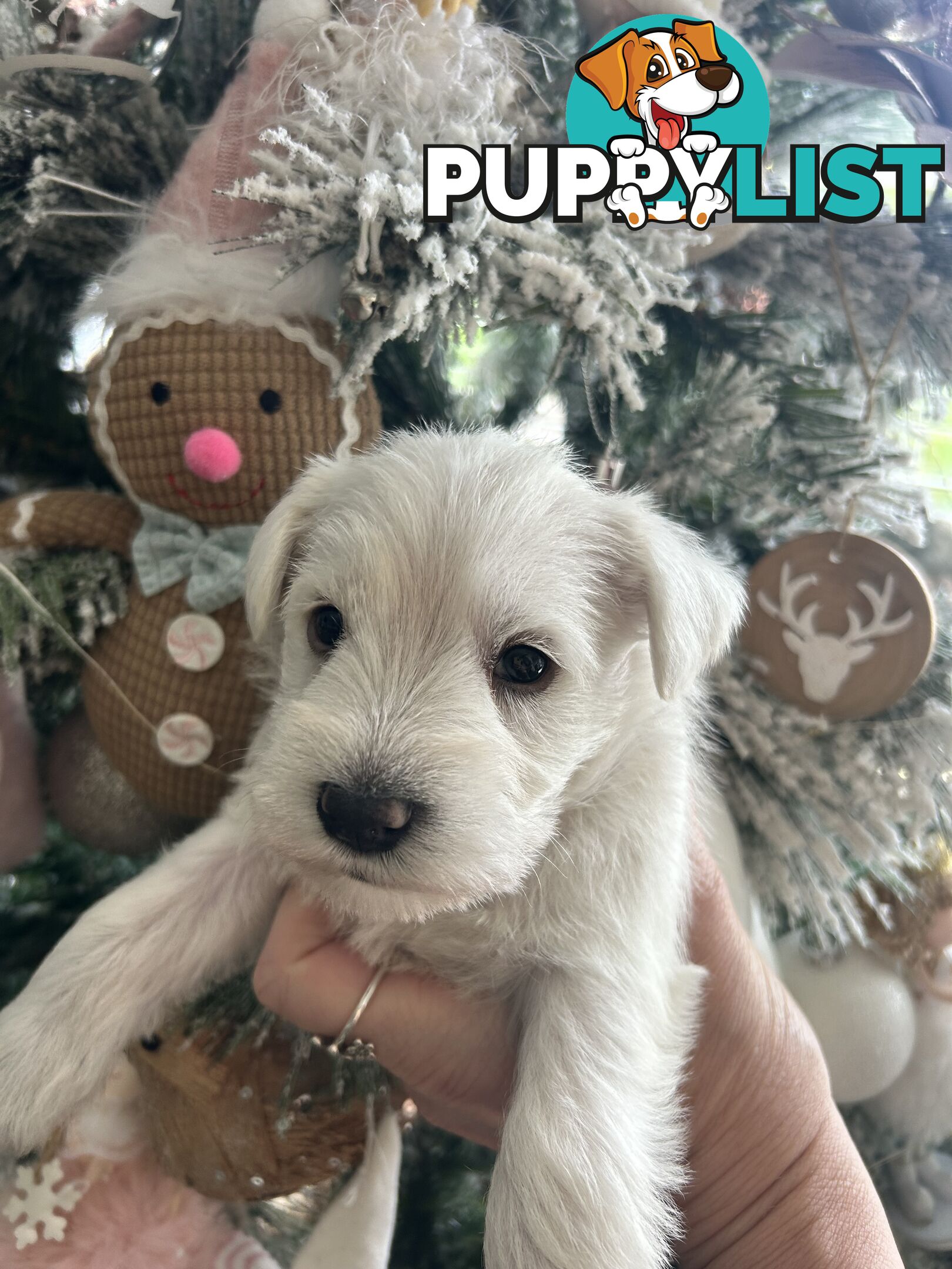 White Miniature Schnauzer Puppies *RARE*