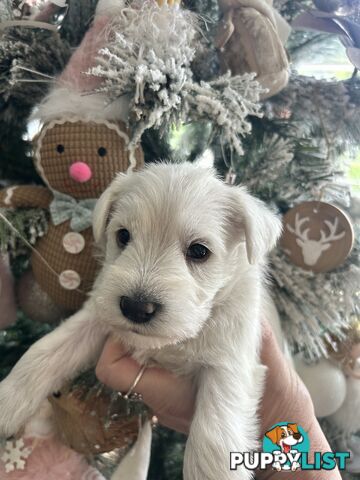 White Miniature Schnauzer Puppies *RARE*