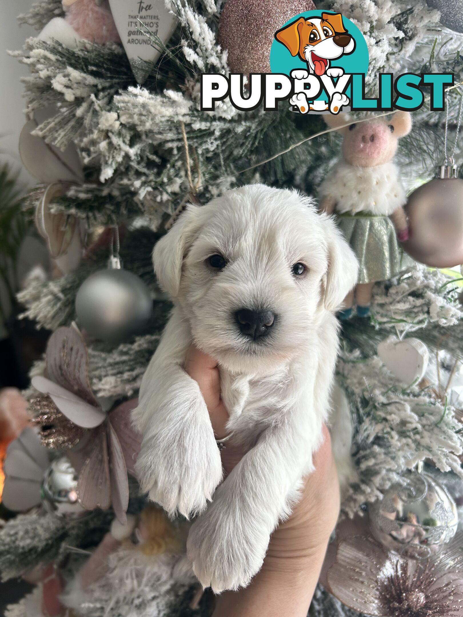 White Miniature Schnauzer Puppies *RARE*