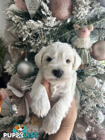 White Miniature Schnauzer Puppies *RARE*