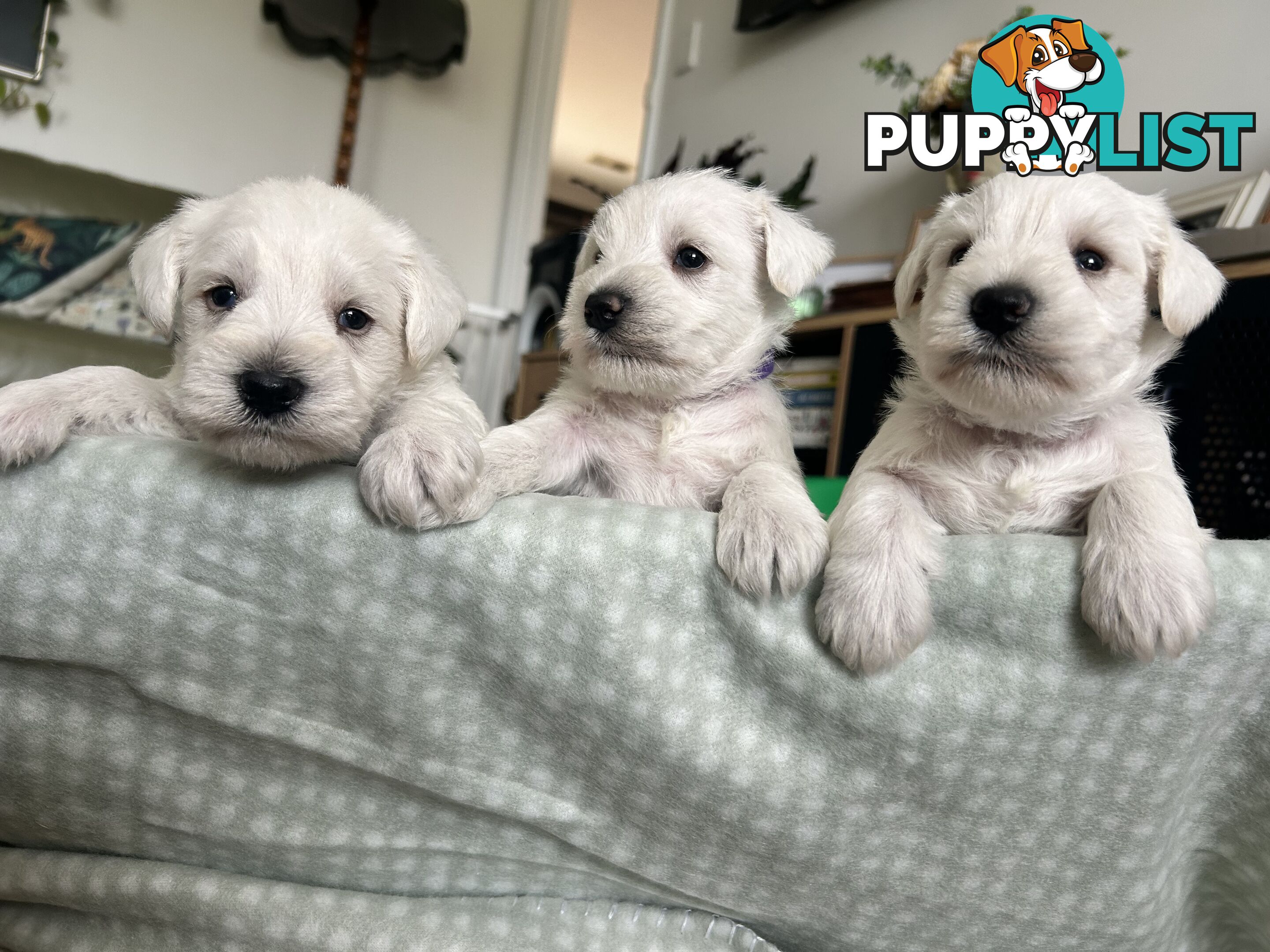 White Miniature Schnauzer Puppies *RARE*