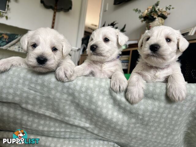 White Miniature Schnauzer Puppies *RARE*