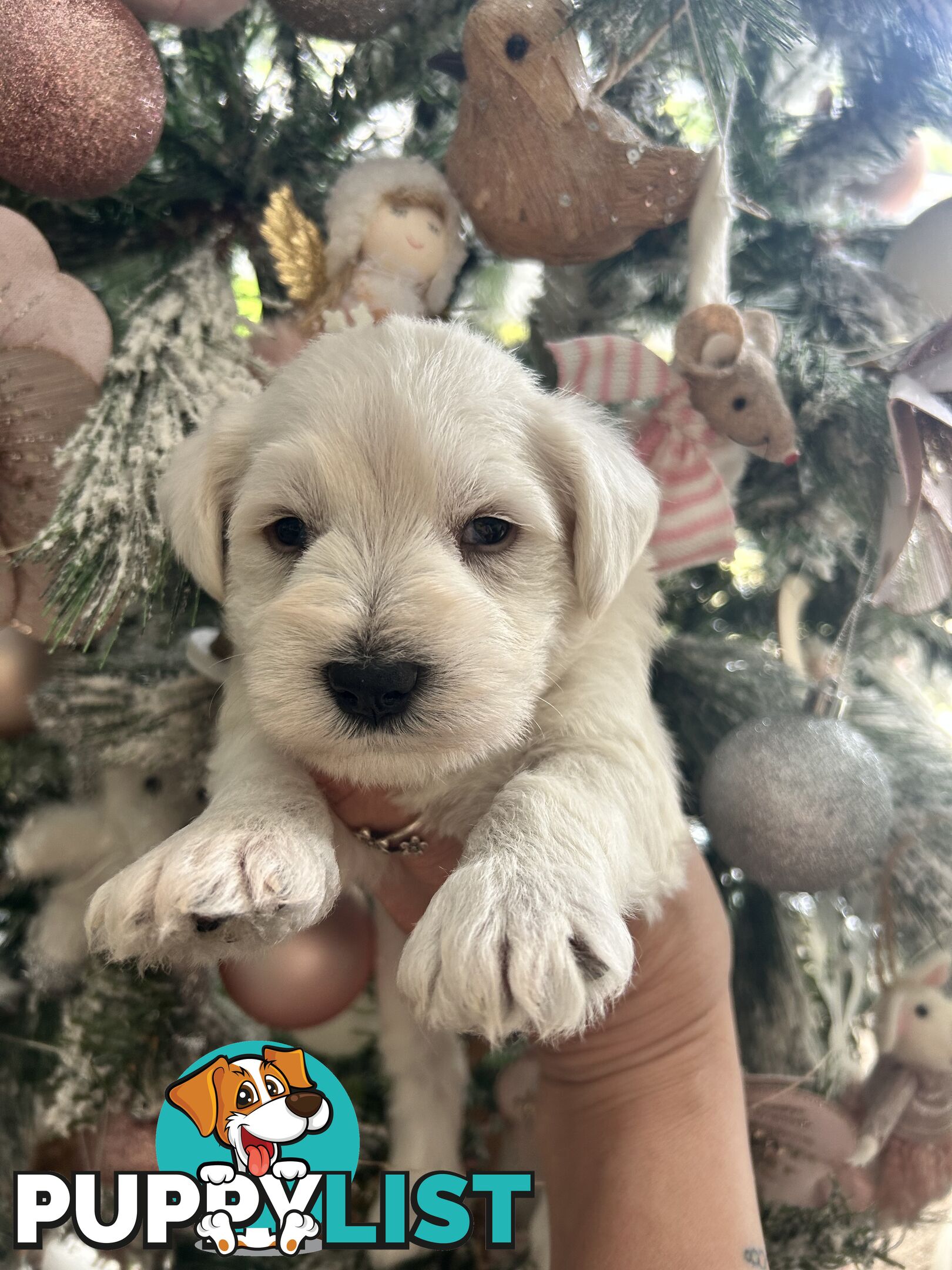 White Miniature Schnauzer Puppies *RARE*