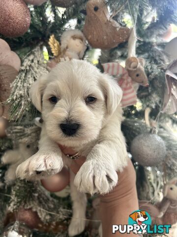 White Miniature Schnauzer Puppies *RARE*