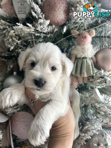 White Miniature Schnauzer Puppies *RARE*