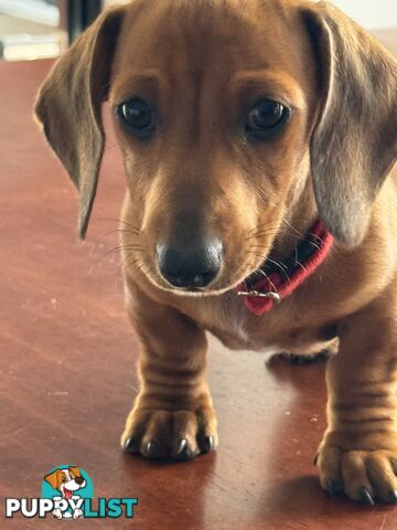 Miniature Dachshund