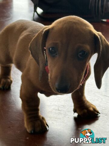 Miniature Dachshund