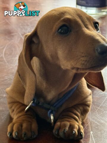 Miniature Dachshund