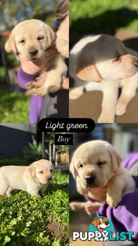 Purebred Labrador  puppies