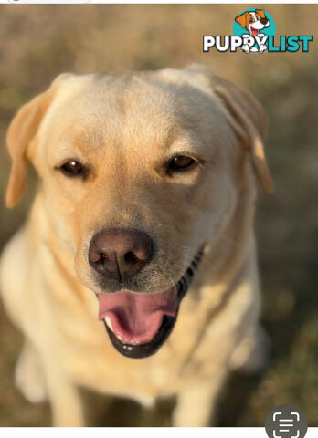 Purebred Labrador  puppies