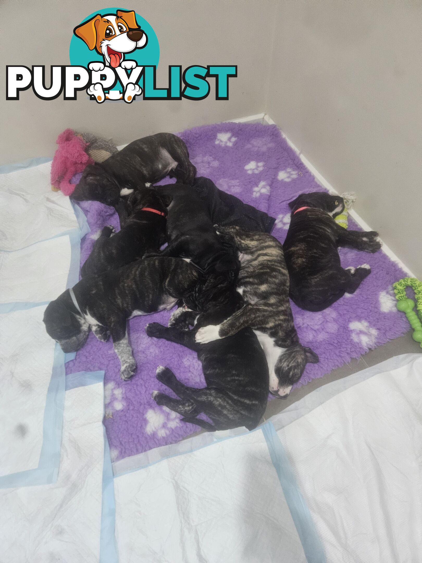 Cane corso puppies