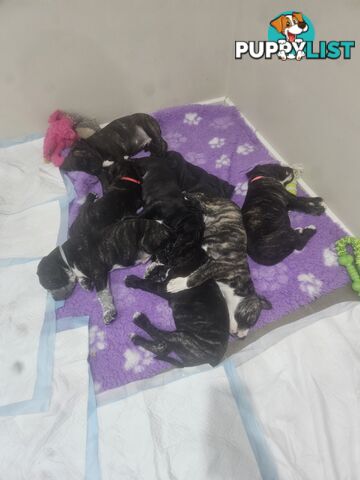 Cane corso puppies