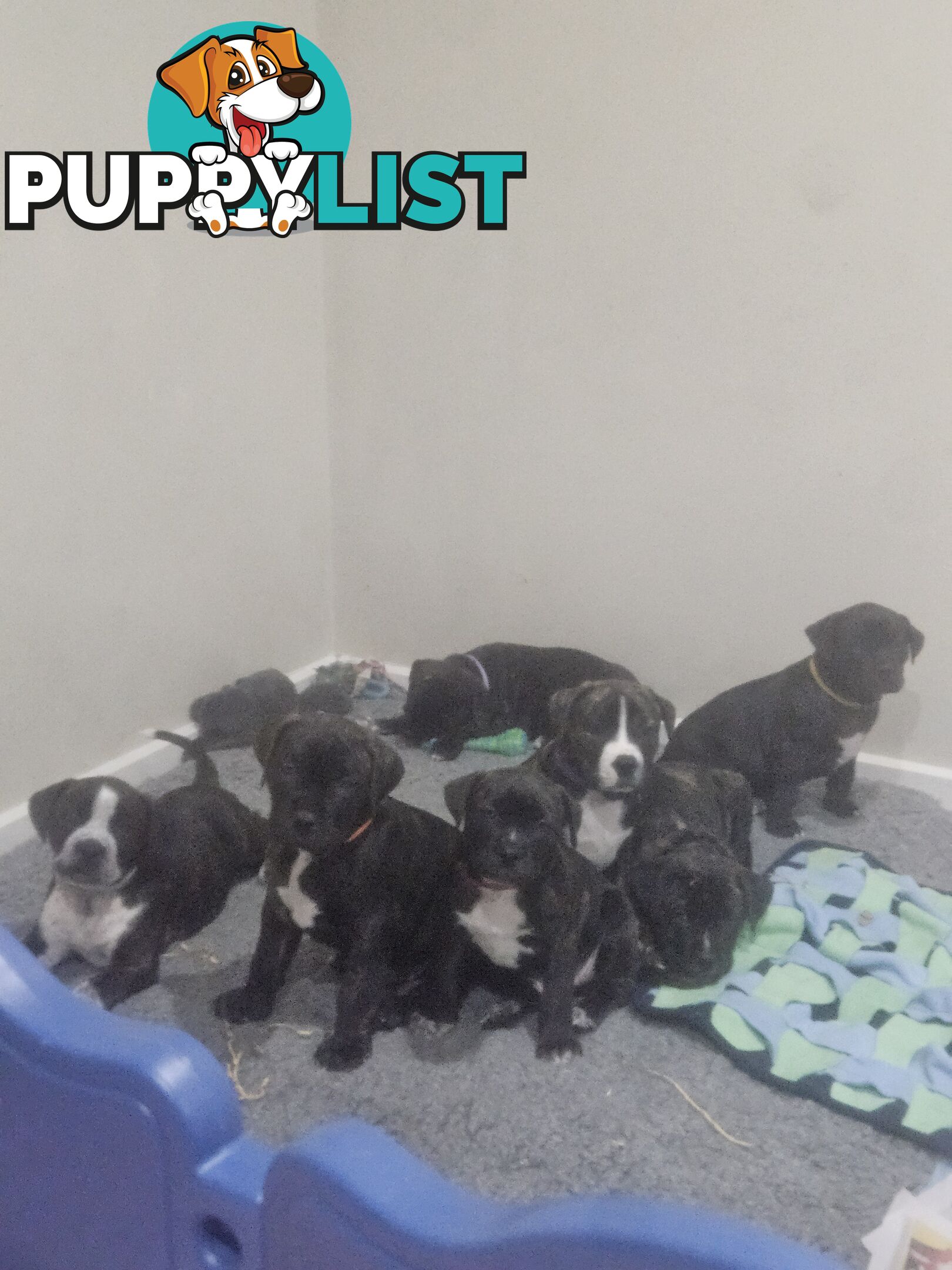 Cane corso puppies