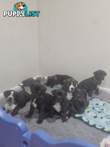 Cane corso puppies