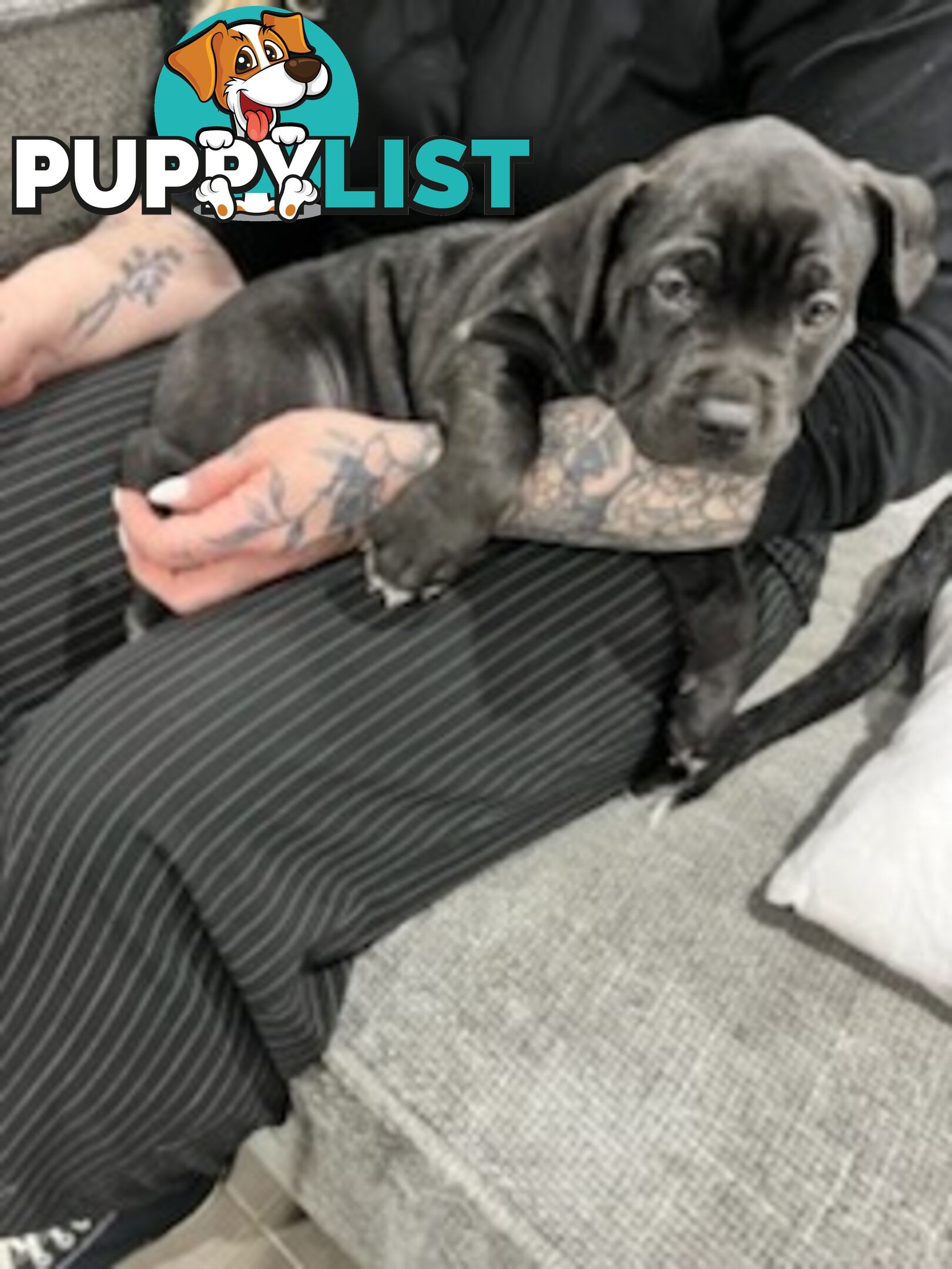 Cane corso puppies
