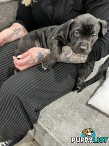 Cane corso puppies