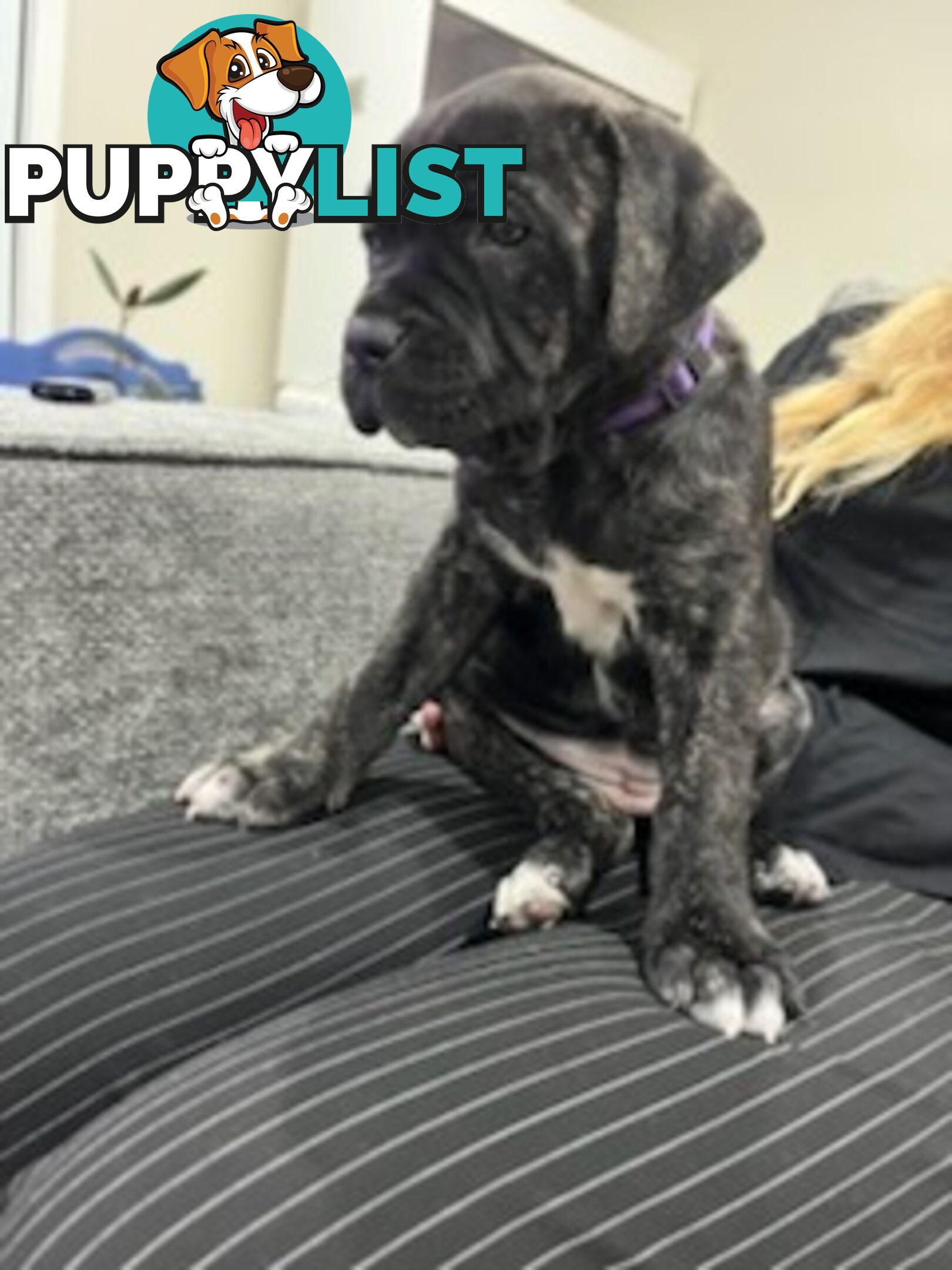 Cane corso puppies
