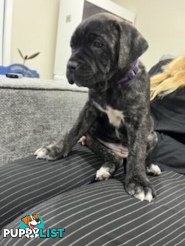 Cane corso puppies