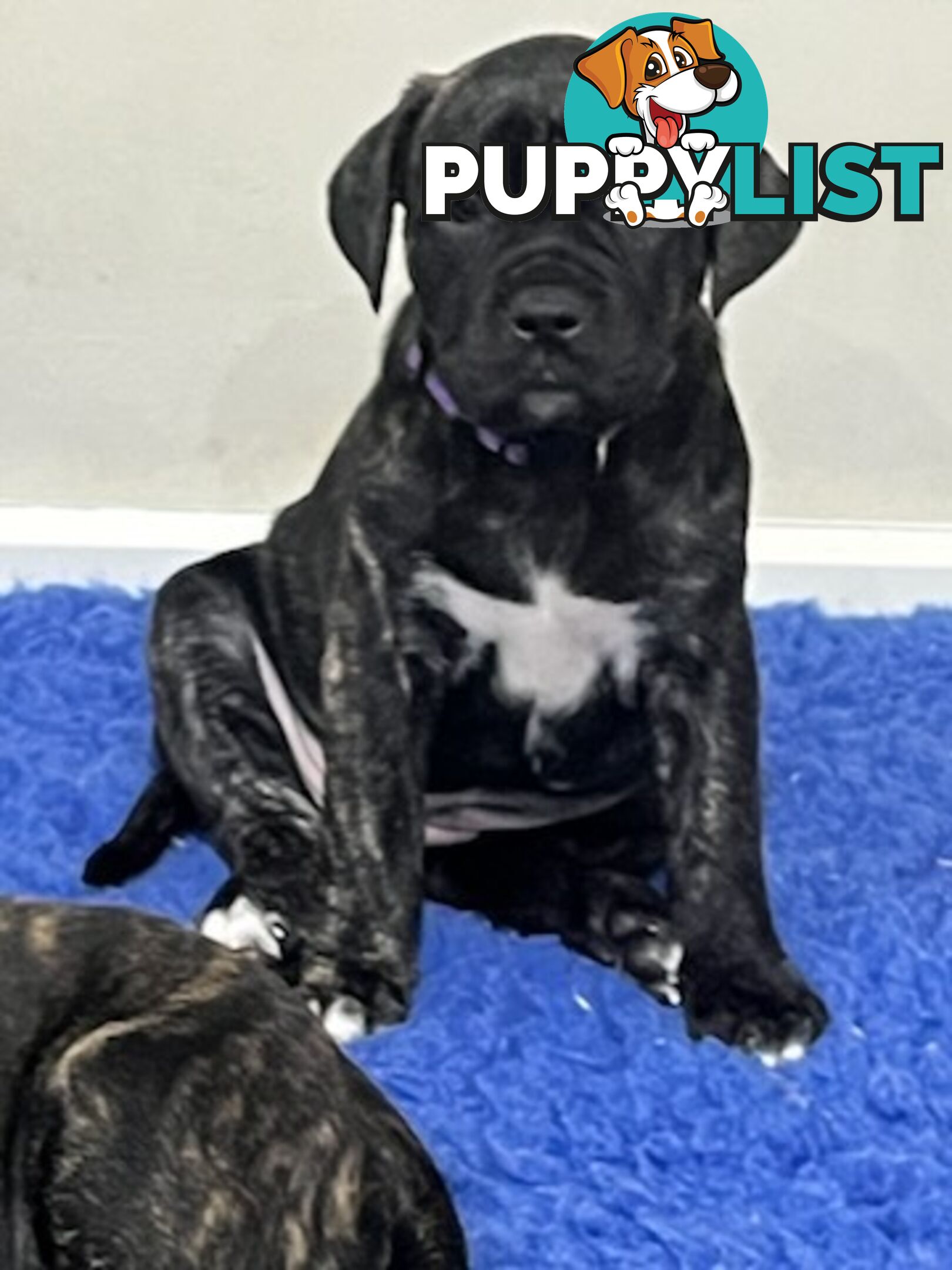 Cane corso puppies