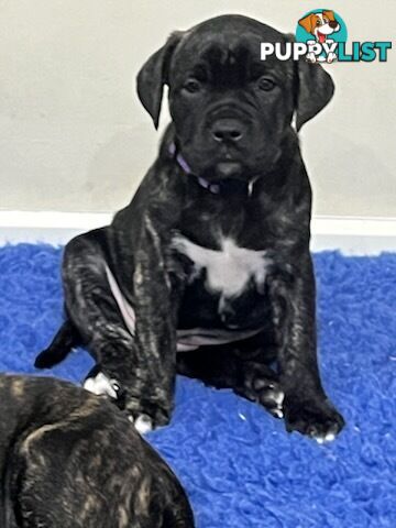 Cane corso puppies