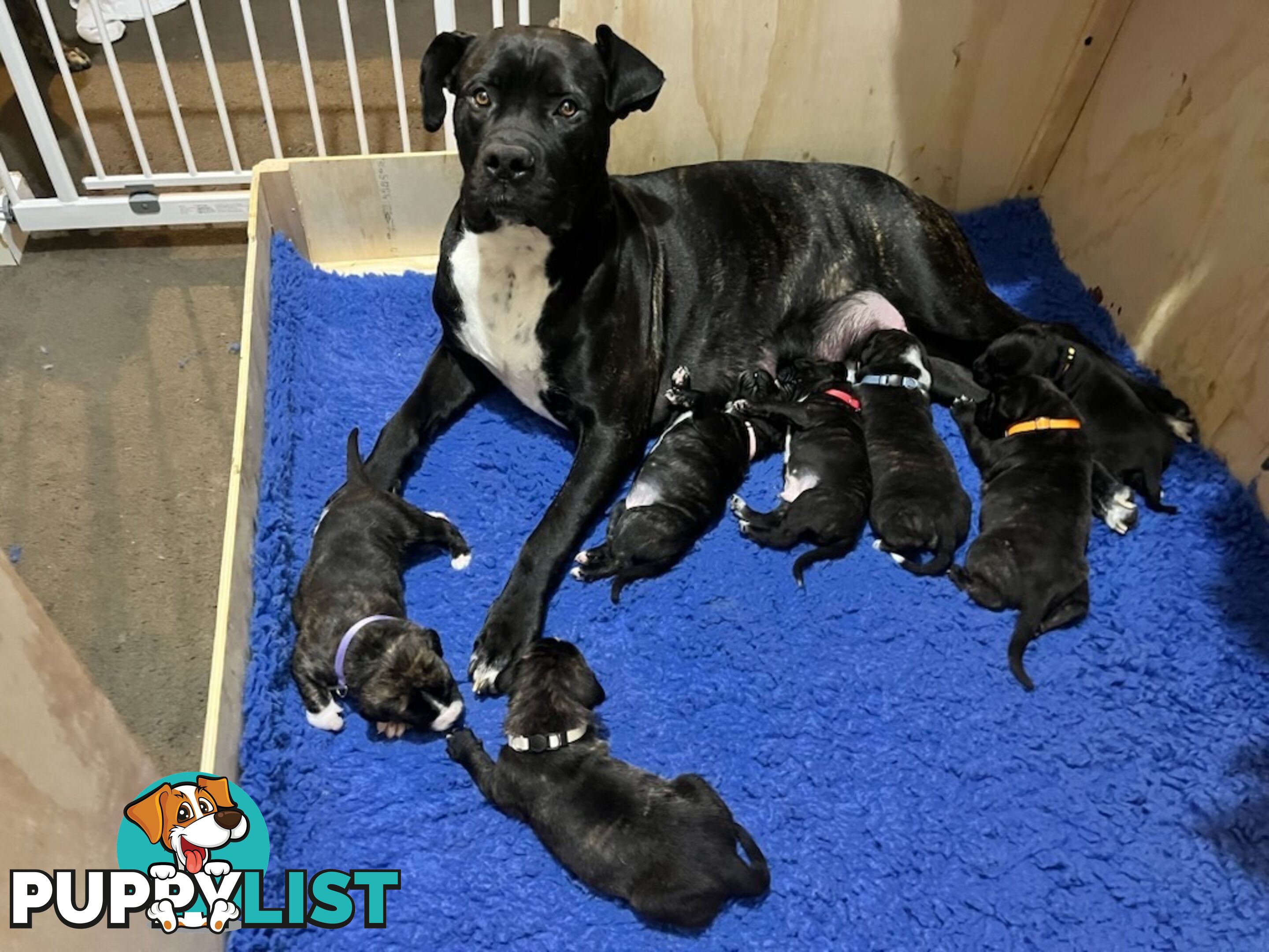 Cane corso puppies