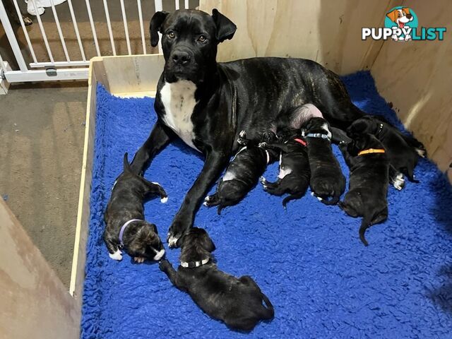 Cane corso puppies