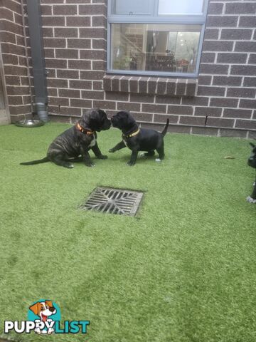 Cane corso puppies