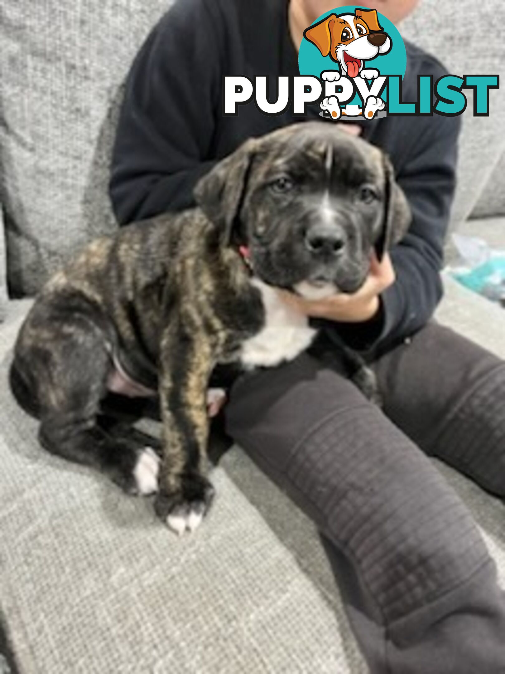 Cane corso puppies