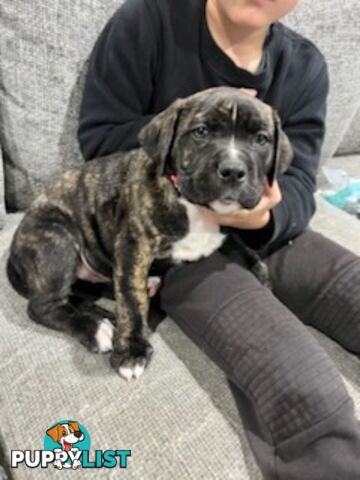 Cane corso puppies